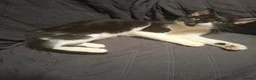 Mixed Breed cats for sale: 1 Gorgeous Female Kitten - Advert 6