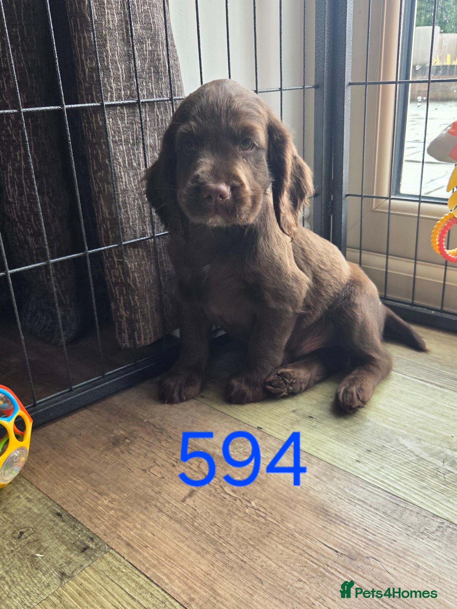 Cocker Spaniel dogs 🤎 (((READY NOW))) KC Working Cocker Spaniels 🤎 - Advert 1