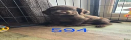 Cocker Spaniel dogs for sale: 🤎 (((READY NOW))) KC Working Cocker Spaniels 🤎 - Advert 1