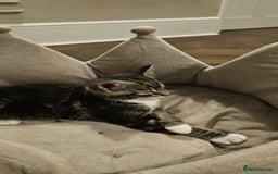 Maine Coon cats for sale: Tabby Maine coon x kittens. Ready to leave - Image 6