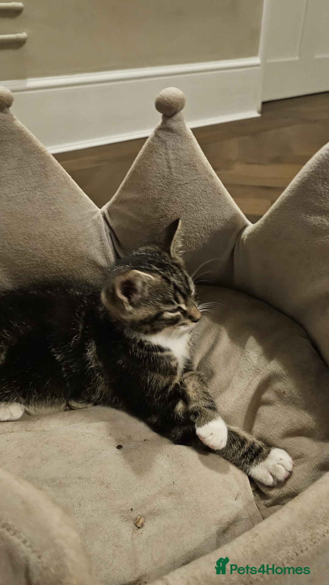 Maine Coon cats for sale: Tabby Maine coon x kittens. Ready to leave - Image 6