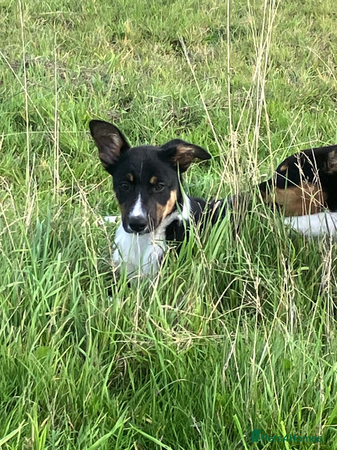 Border Collie dogs for sale: Tri colour short haired border collie puppies  - Image 6