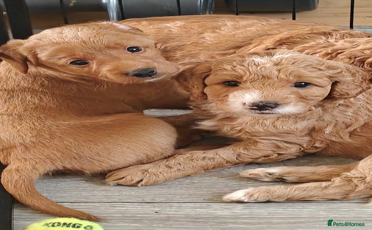 Mixed Breed dogs - Advert 2