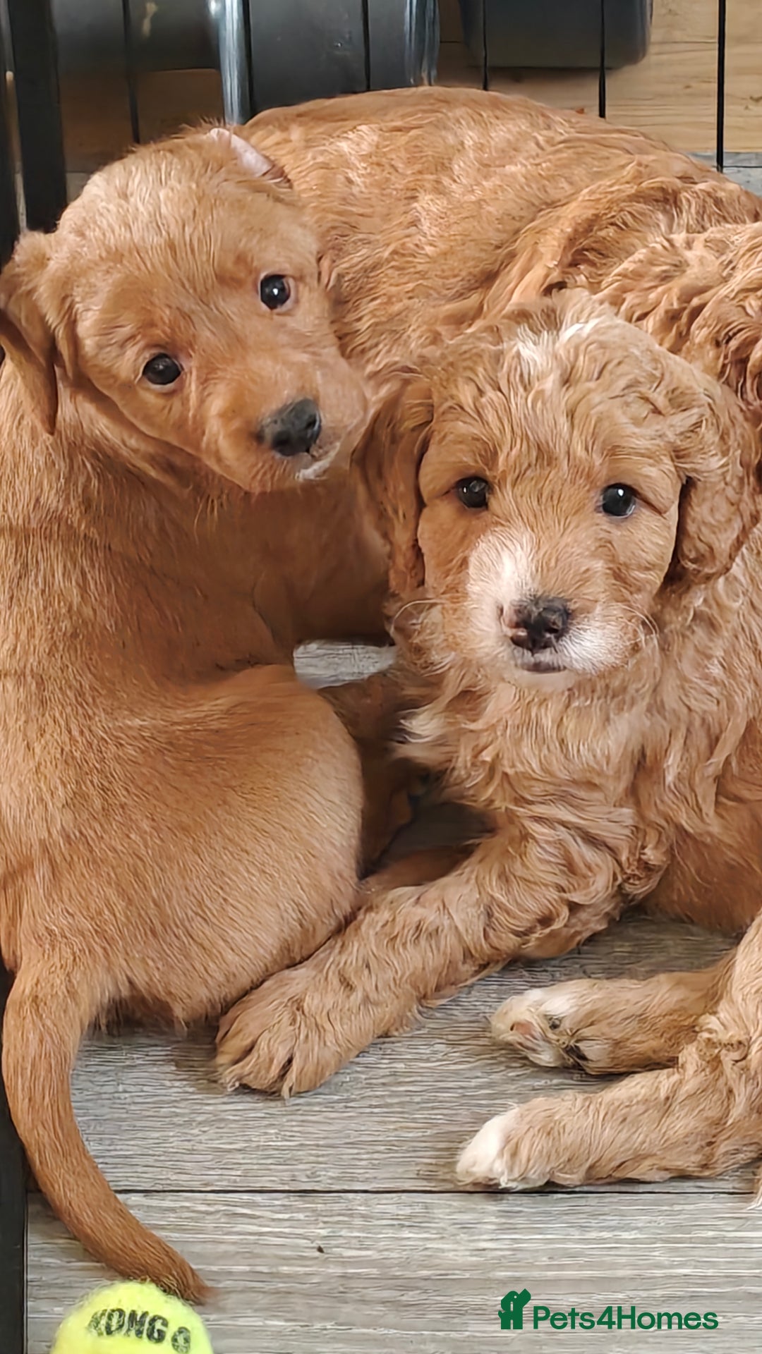 Mixed Breed dogs for sale: ✨Health Tested Australian Labradoodles ✨ - Image 3