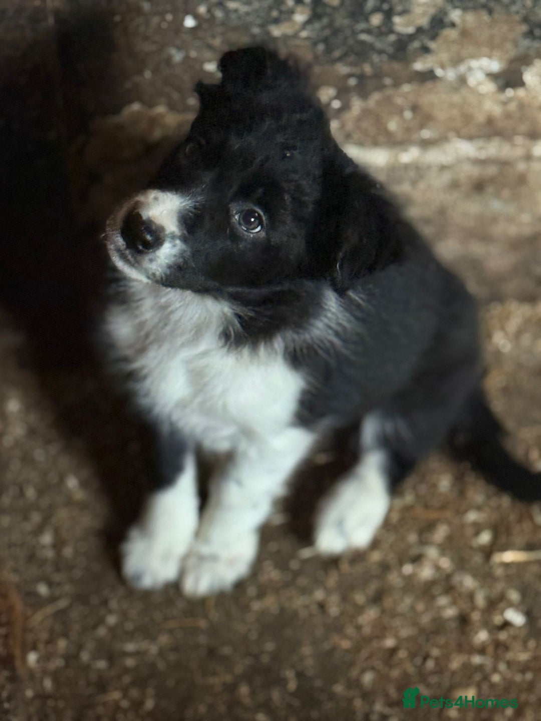 Border Collie dogs for sale: Border collie pups  - Advert 14