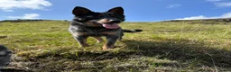 Australian Cattle Dog dogs for sale: Australian Cattle Dog Pups  - Advert 7