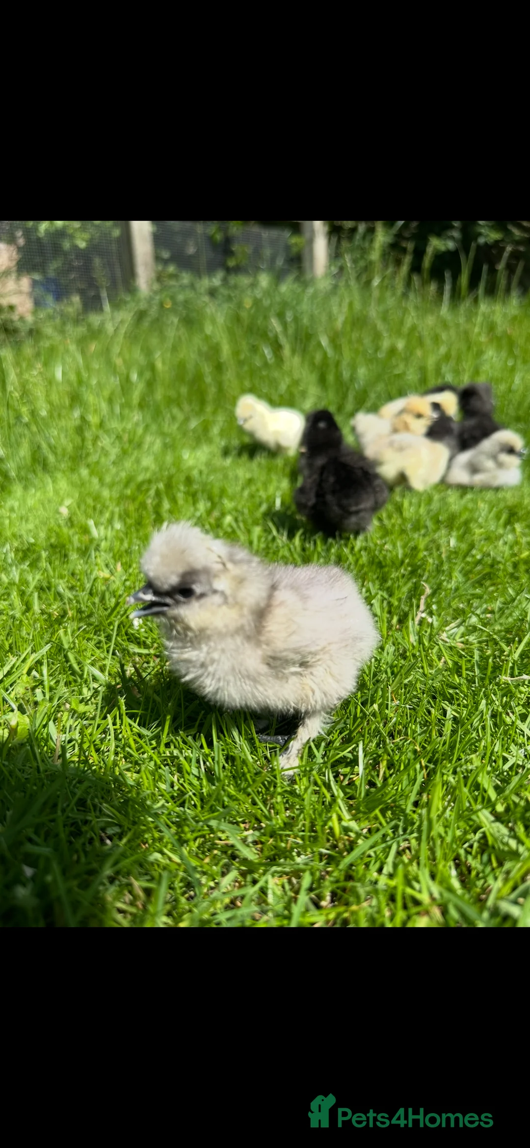 Chickens poultry for sale: Day old pure breed chicks  - Advert 2