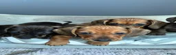 Miniature Dachshund dogs for sale: MINIATURE dachshund puppies UNIQUE fur patterns - Advert 2