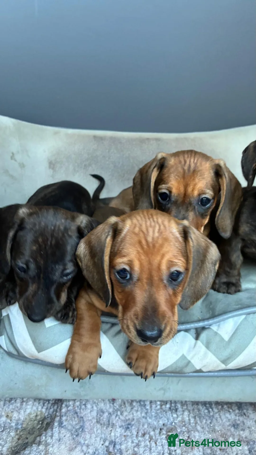 Miniature Dachshund dogs for sale: MINIATURE dachshund puppies UNIQUE fur patterns - Advert 2