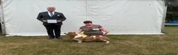 Basset Hound dogs for sale: Top Quality Basset Hound puppies  - Advert 1