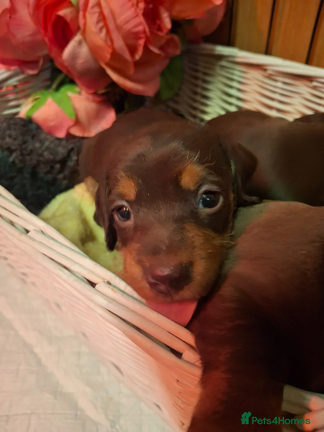 Dachshund dogs for sale: 5 beautiful healthy chocolate dachshund  - Advert 2