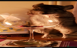 Chinchilla rodents for sale: Jimmy&Frank - Image 2