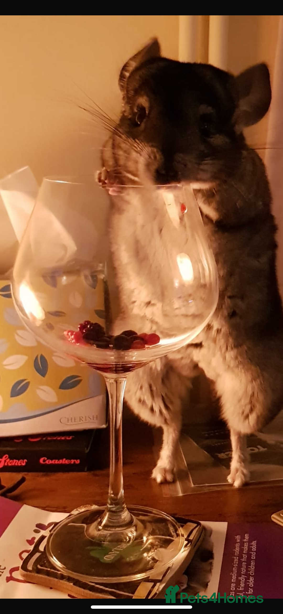 Chinchilla rodents for sale: Jimmy&Frank - Image 2