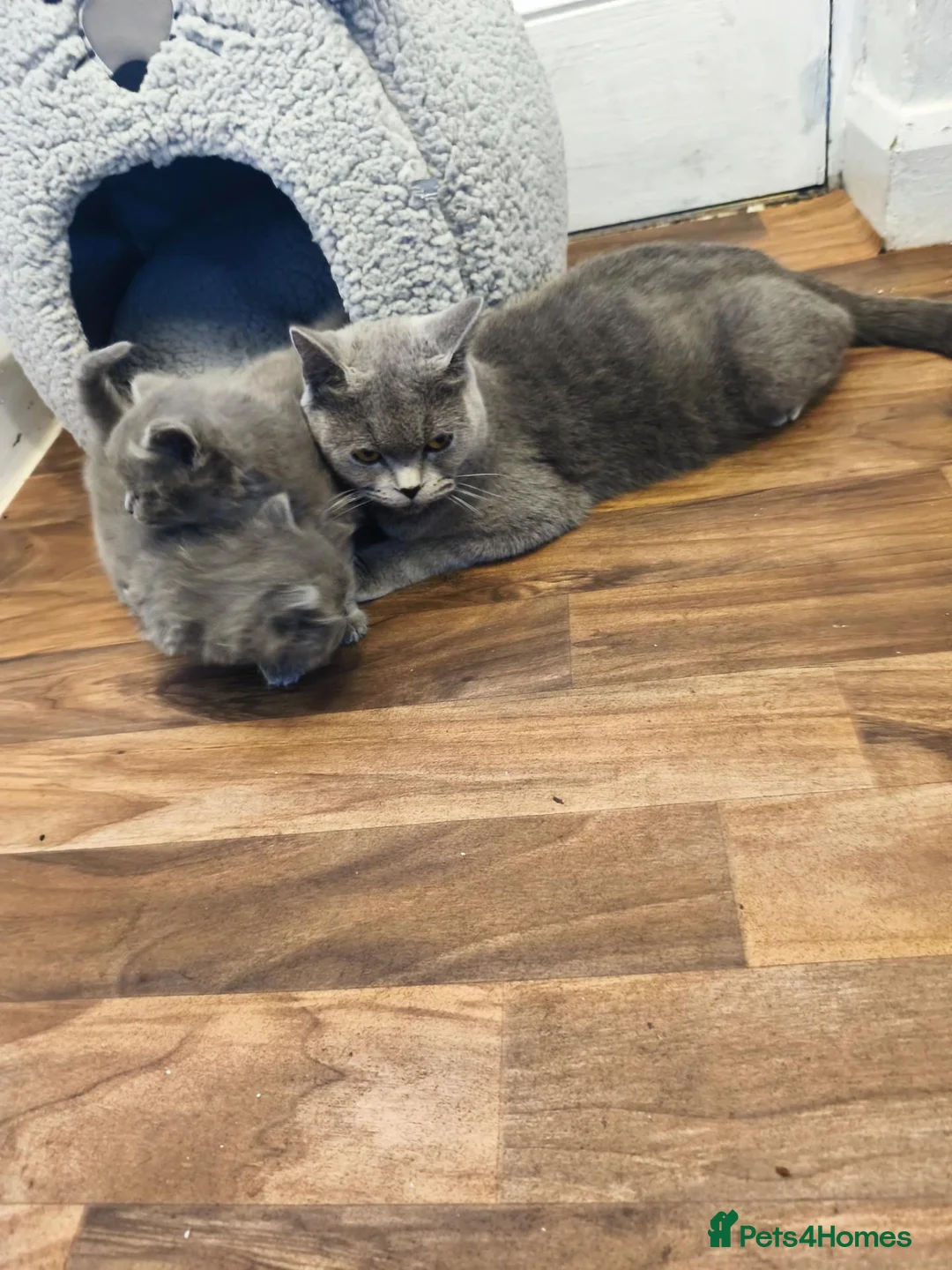 British Shorthair cats for sale: British short hair kittens  - Advert 10