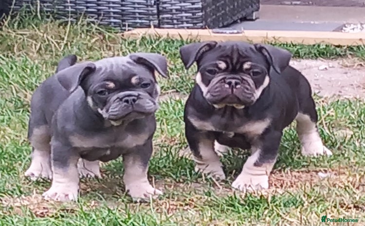French Bulldog dogs - Advert 7