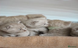 British Shorthair cats for sale: 🩶🐈🐾 Stunning BSH Kittens 🩶🐈🐾 - Image 9