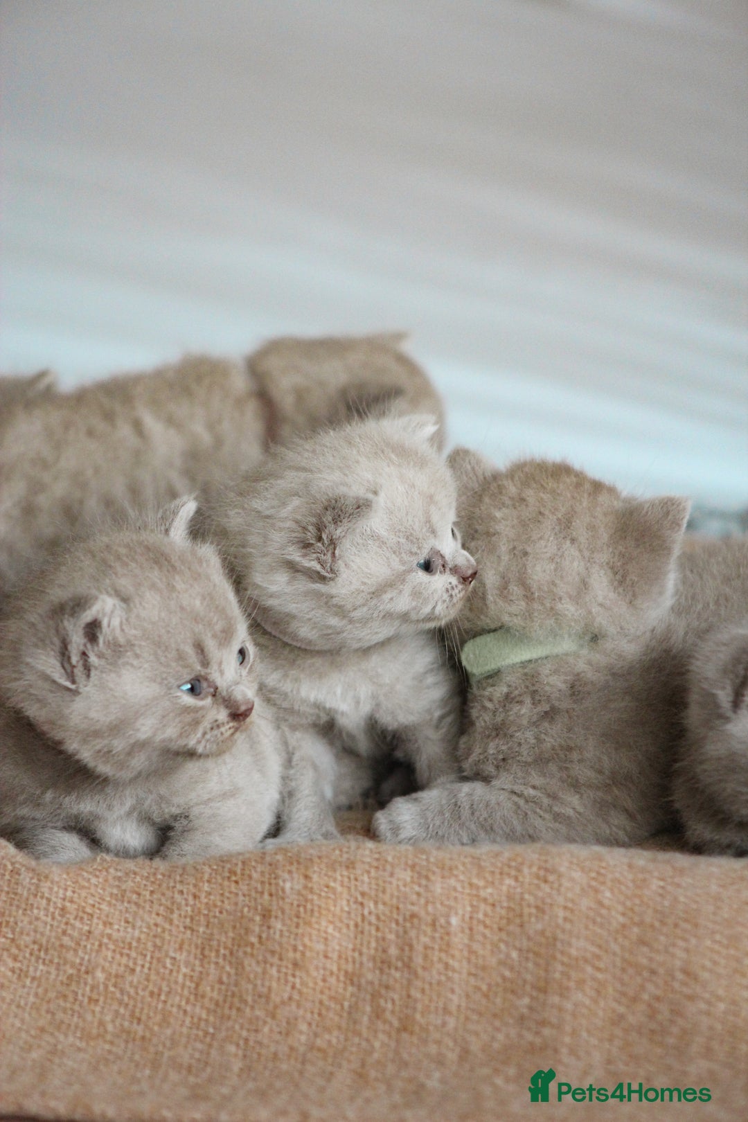 British Shorthair cats for sale: 🩶🐈🐾 Stunning BSH Kittens 🩶🐈🐾 - Image 9