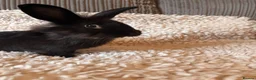 Lionhead rabbits for sale: Elvis mini lop x lion head buck  - Advert 2