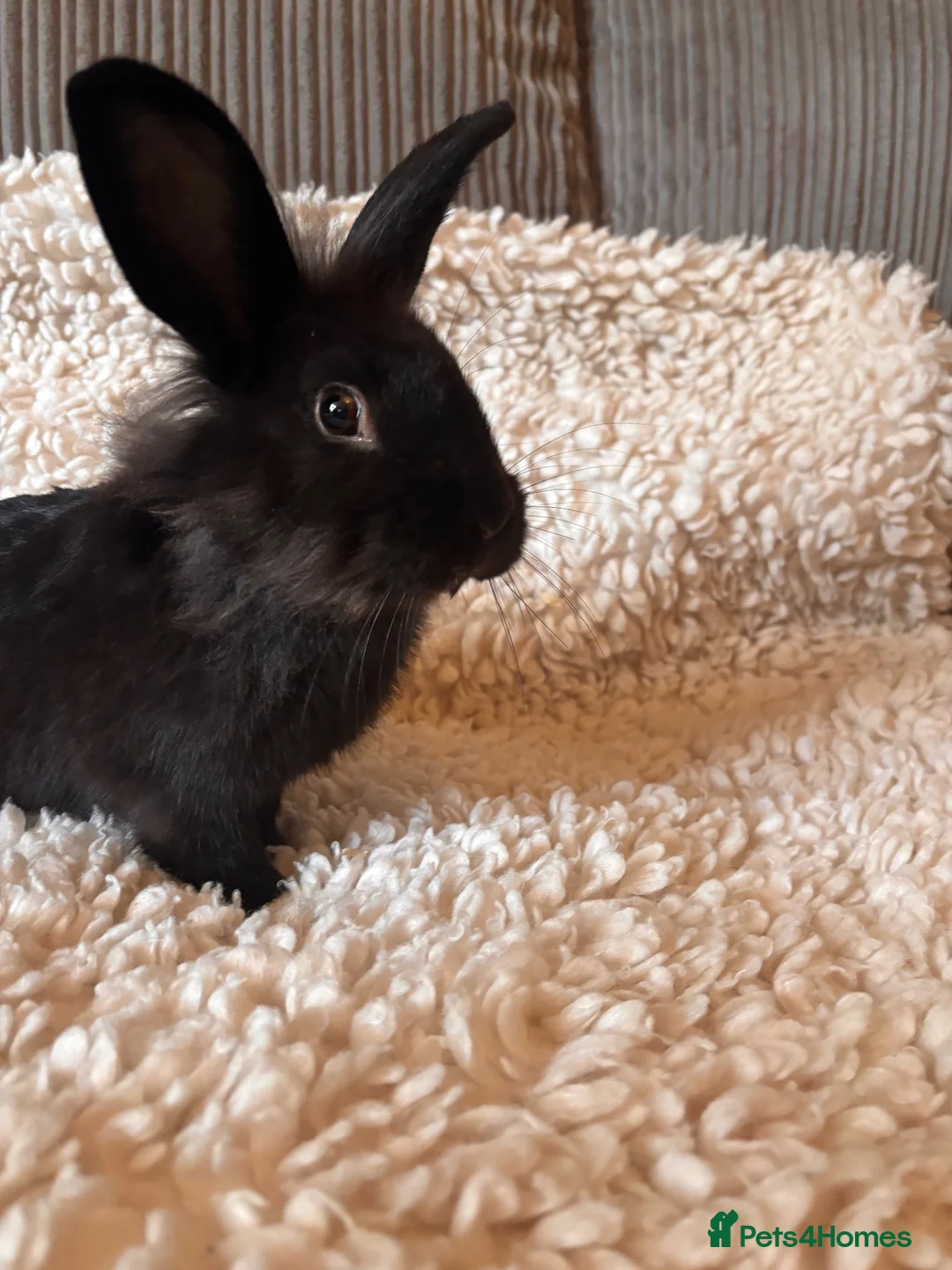 Lionhead rabbits for sale: Elvis mini lop x lion head buck  - Advert 2