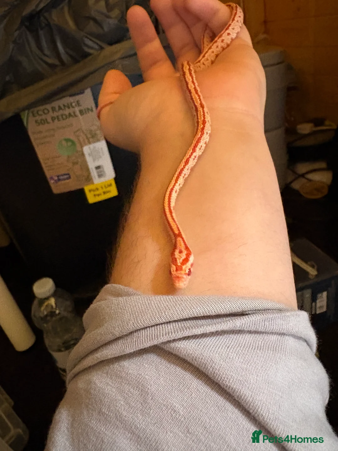 Mixed Breed reptiles for sale: Corn snakes for sale - Advert 3