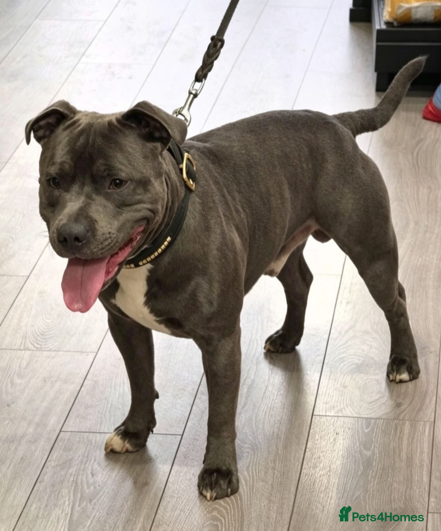 Staffordshire Bull Terrier dogs KC staffy stud - Advert 20
