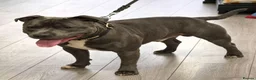 Staffordshire Bull Terrier dogs for stud: KC staffy stud - Advert 1