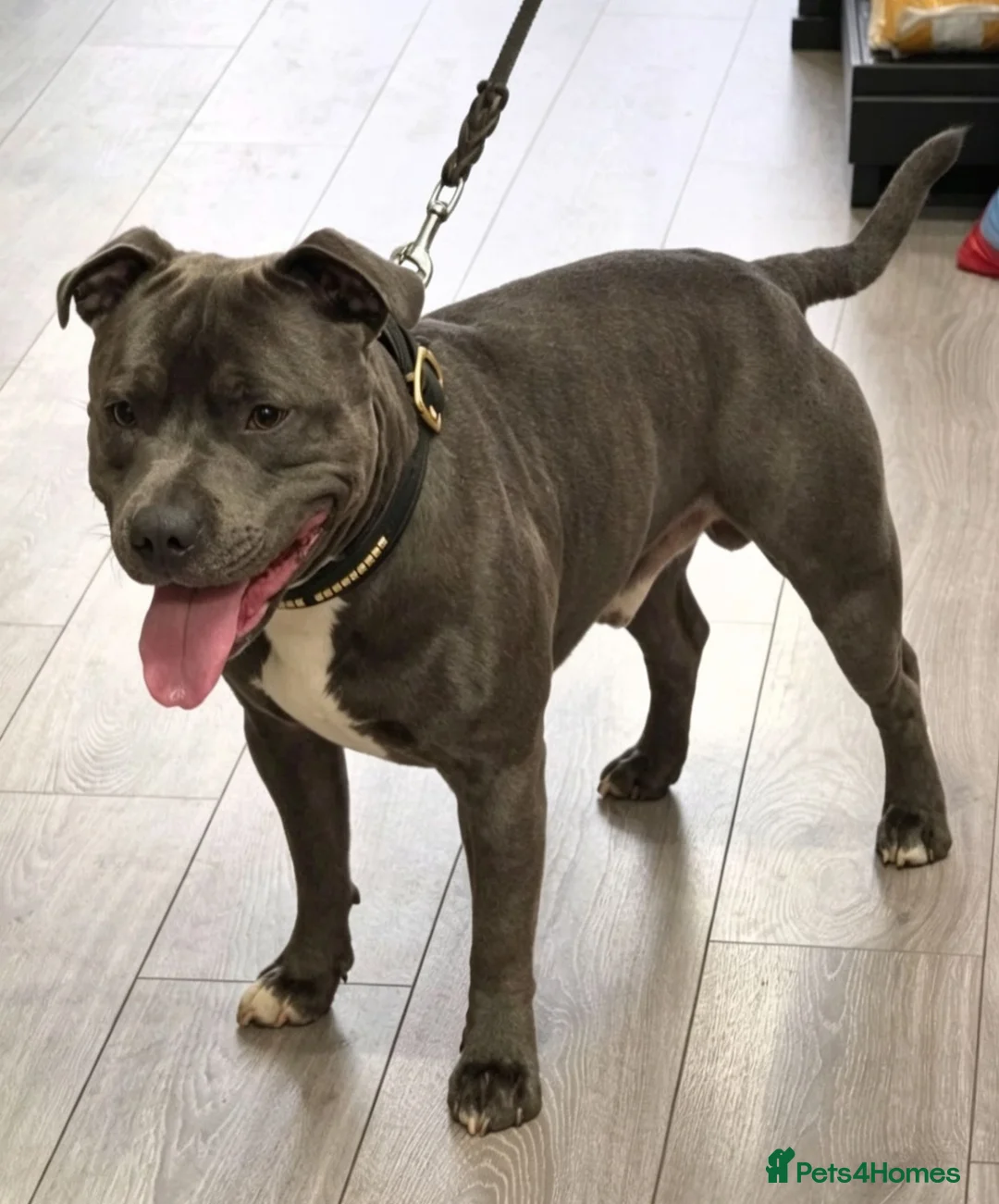 Staffordshire Bull Terrier dogs for stud: KC staffy stud - Advert 1