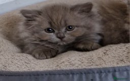 British Longhair cats for sale: Reserved lilac British Longhair boy  - Image 2