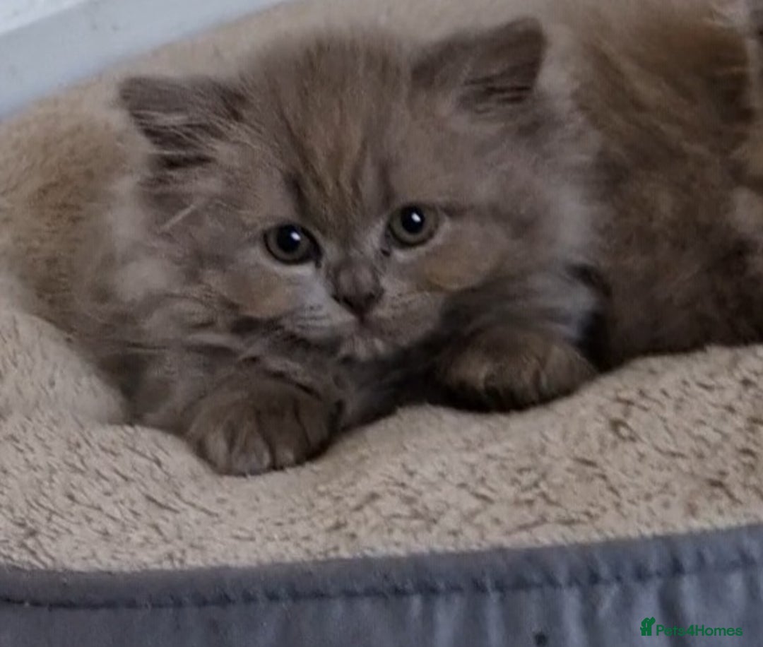 British Longhair cats for sale: Reserved lilac British Longhair boy  - Image 2
