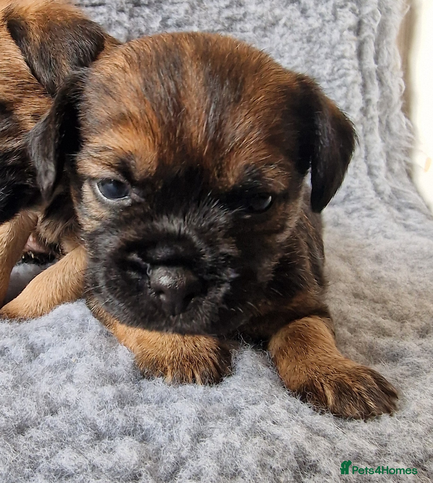 Border Terrier dogs KC Show Quality Pups - Advert 2