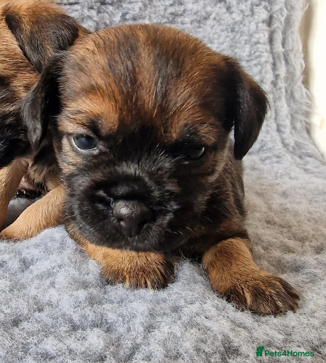 Border Terrier dogs for sale: KC Show Quality Pups - Advert 2