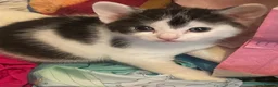 Domestic Shorthair cats for sale: Beautiful Litter of kittens 2xmales 2x females - Advert 3
