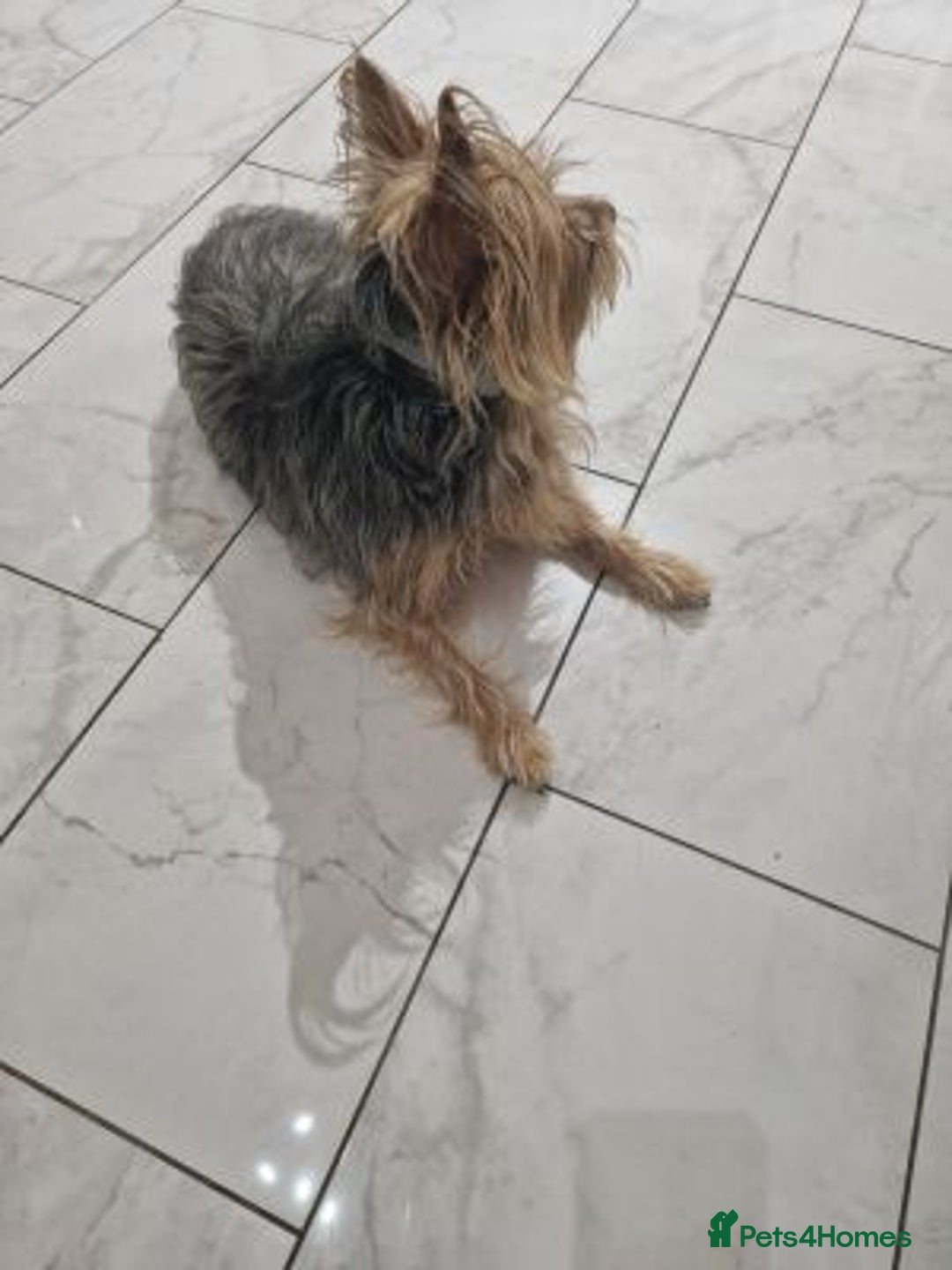 Yorkshire Terrier dogs for sale: Wonderful  Yorkshire terrier Girl - Advert 2