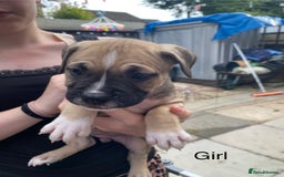 Mixed Breed dogs for sale: Bull mastiff x American bulldog puppies - Image 4
