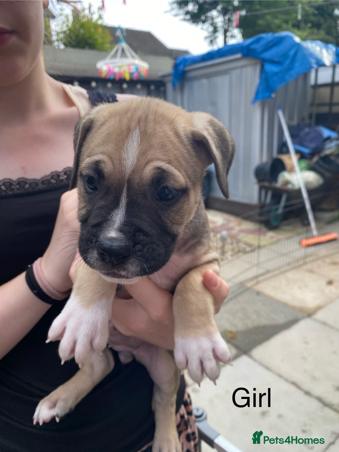 Mixed Breed dogs for sale: Bull mastiff x American bulldog puppies - Image 4