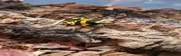 Frog reptiles for sale: Bumblebee dart frogs available now ~ £50 each - Advert 8