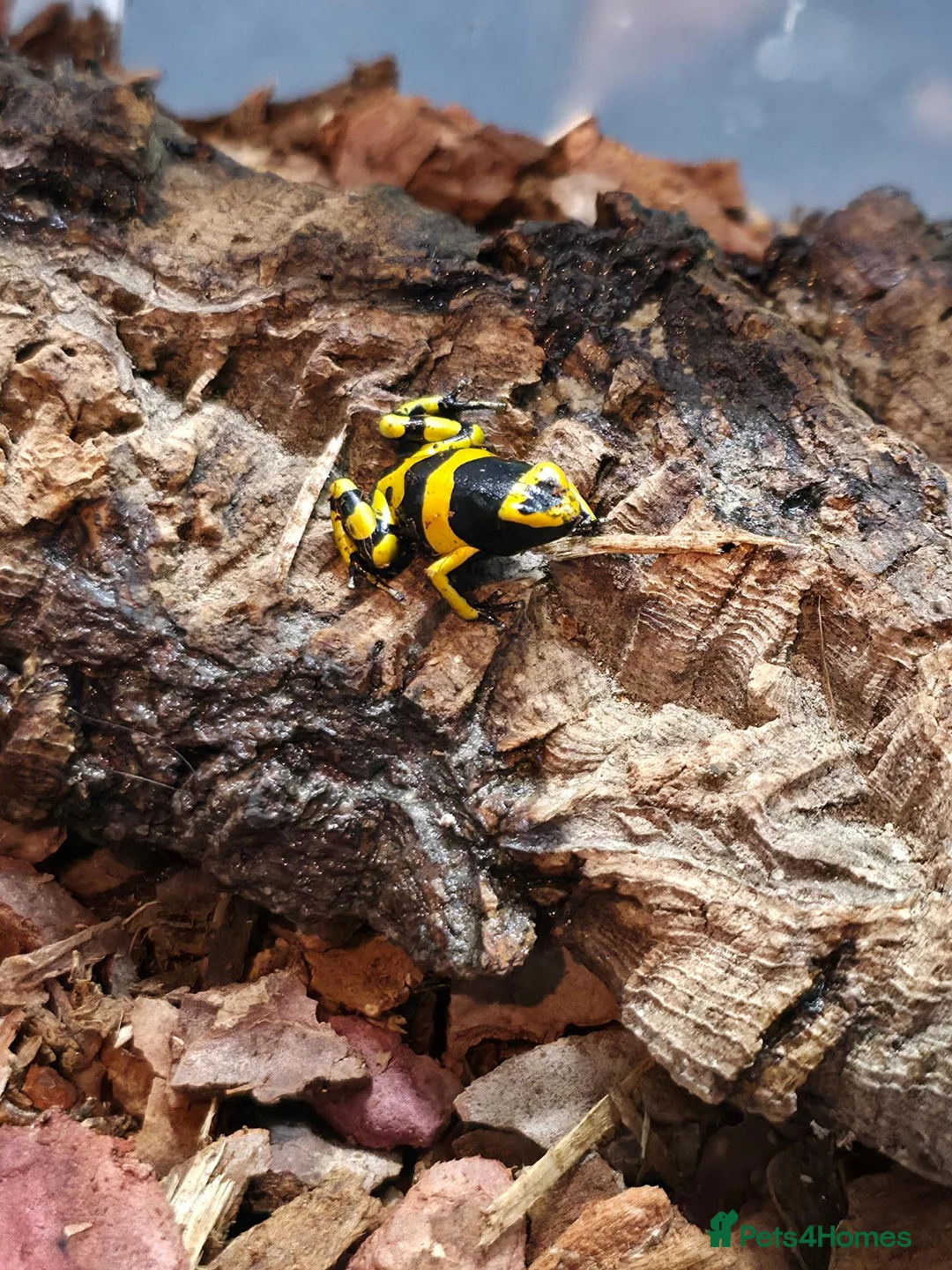 Frog reptiles for sale: Bumblebee dart frogs available now ~ £50 each - Advert 8