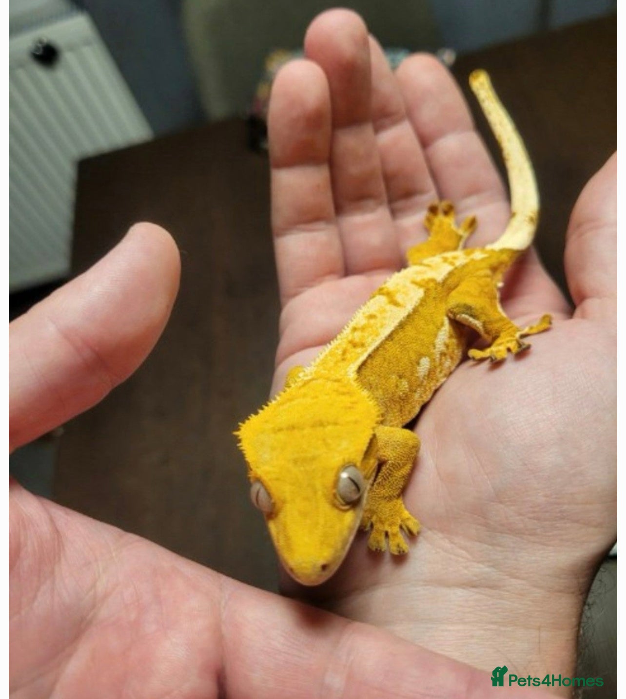 Gecko reptiles Crested gecko (male) - Advert 5
