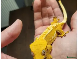 Gecko reptiles Crested gecko (male) - Advert 5