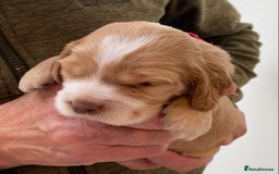 Cocker Spaniel dogs for sale: Adorable show cocker spaniels - Image 12