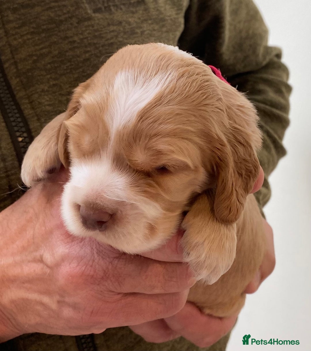 Cocker Spaniel dogs for sale: Adorable show cocker spaniels - Image 12