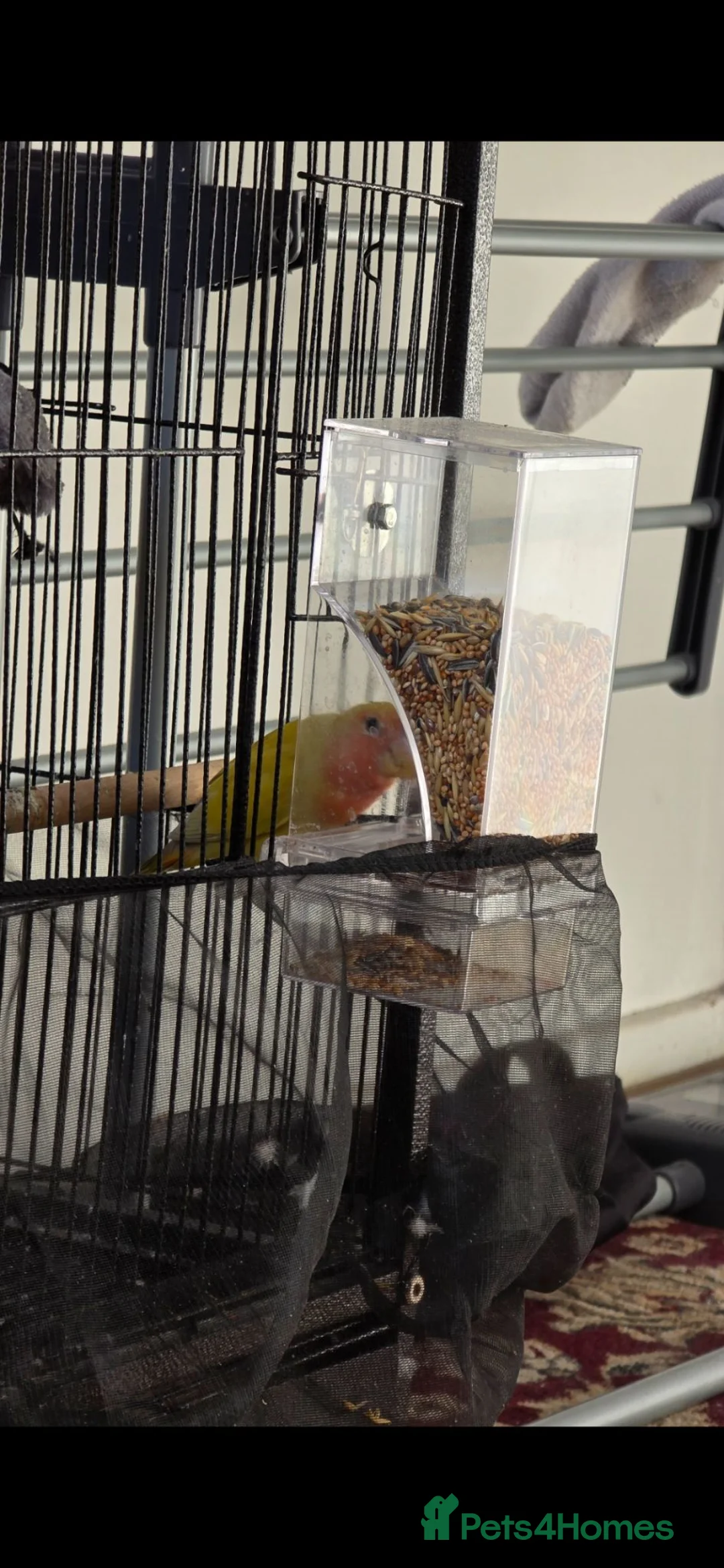 Lovebirds birds for sale: Tia a very cute and kind lovebird  - Advert 2