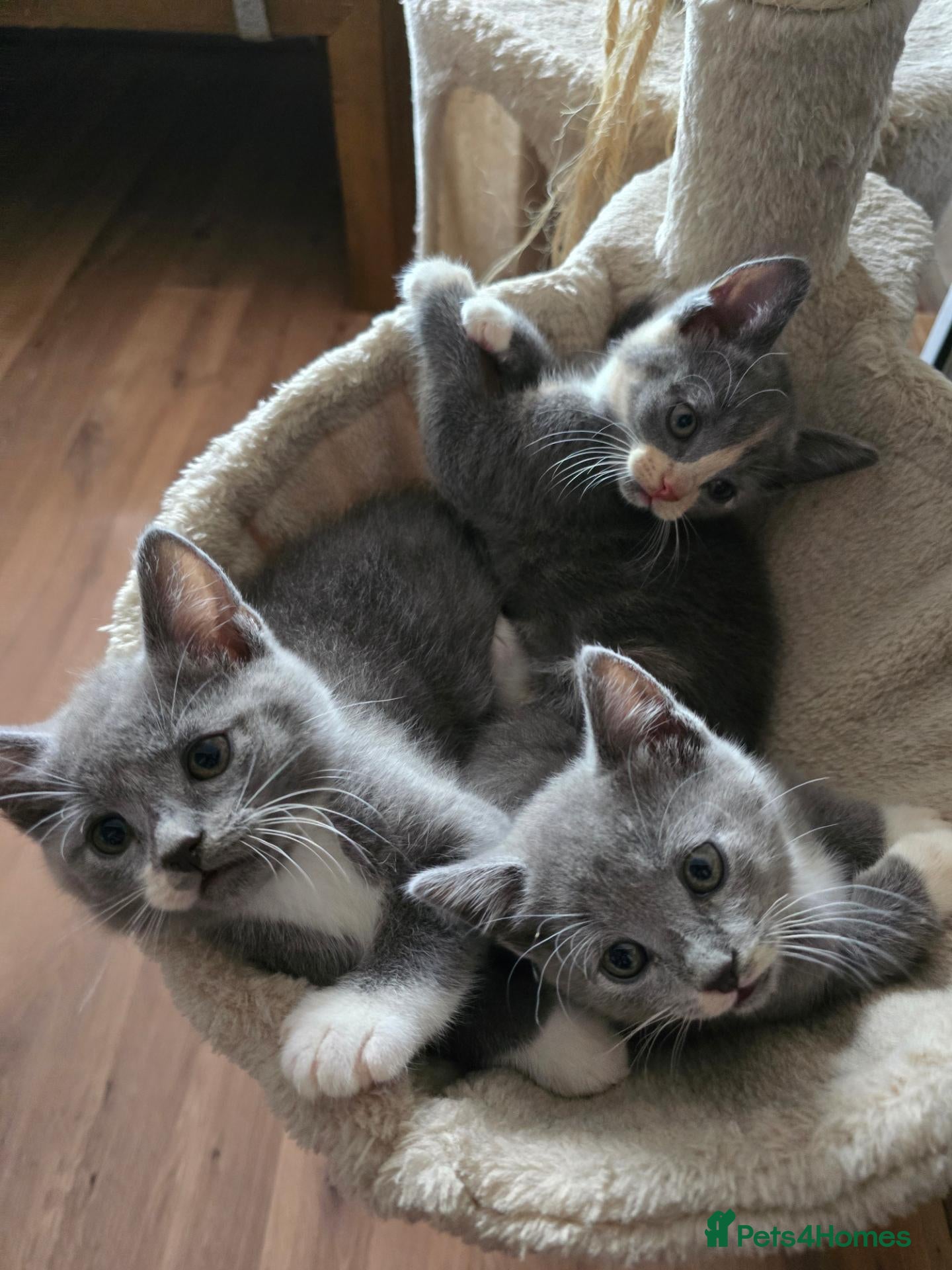 Mixed Breed cats Gorgeous playfull kittens - Advert 1