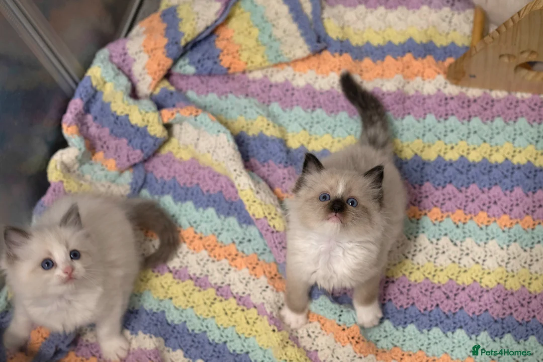 Ragdoll cats for sale: Ragdoll kittens bi color - Advert 19