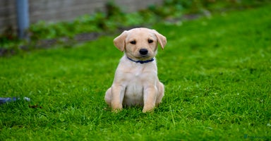 Labrador Retriever dogs - Advert 14