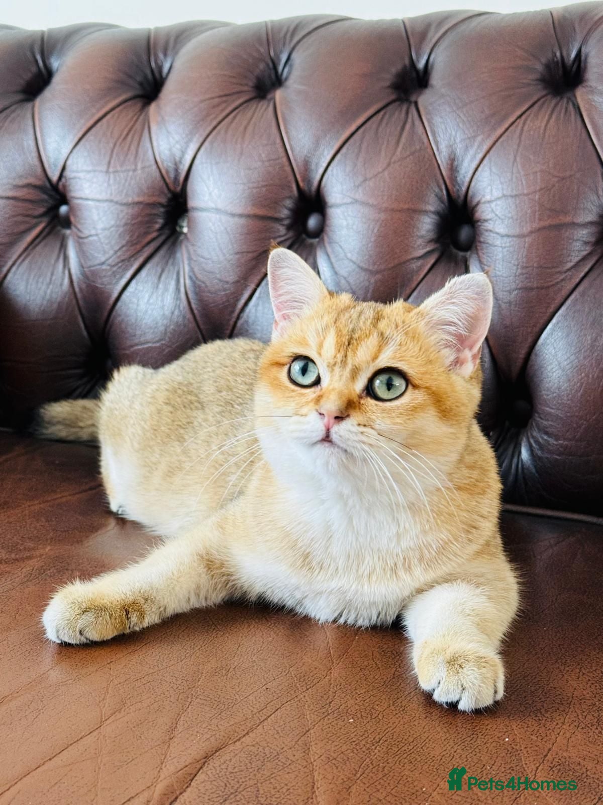 British Shorthair cats Peanut - Advert 5
