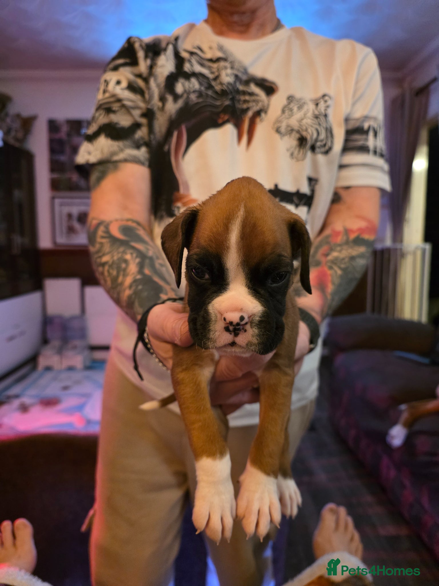 Boxer dogs Kc boxers for sale - Advert 15