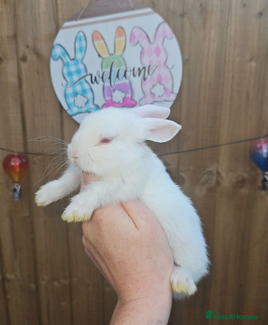 Mini Lop rabbits Mini lop bunnies - Advert 1