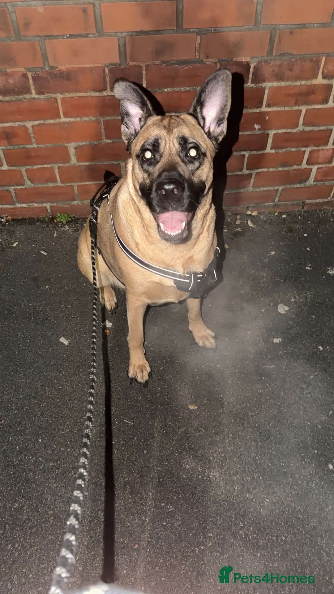 Mixed Breed dogs for sale: Rehoming And looking for a forever home - Advert 3