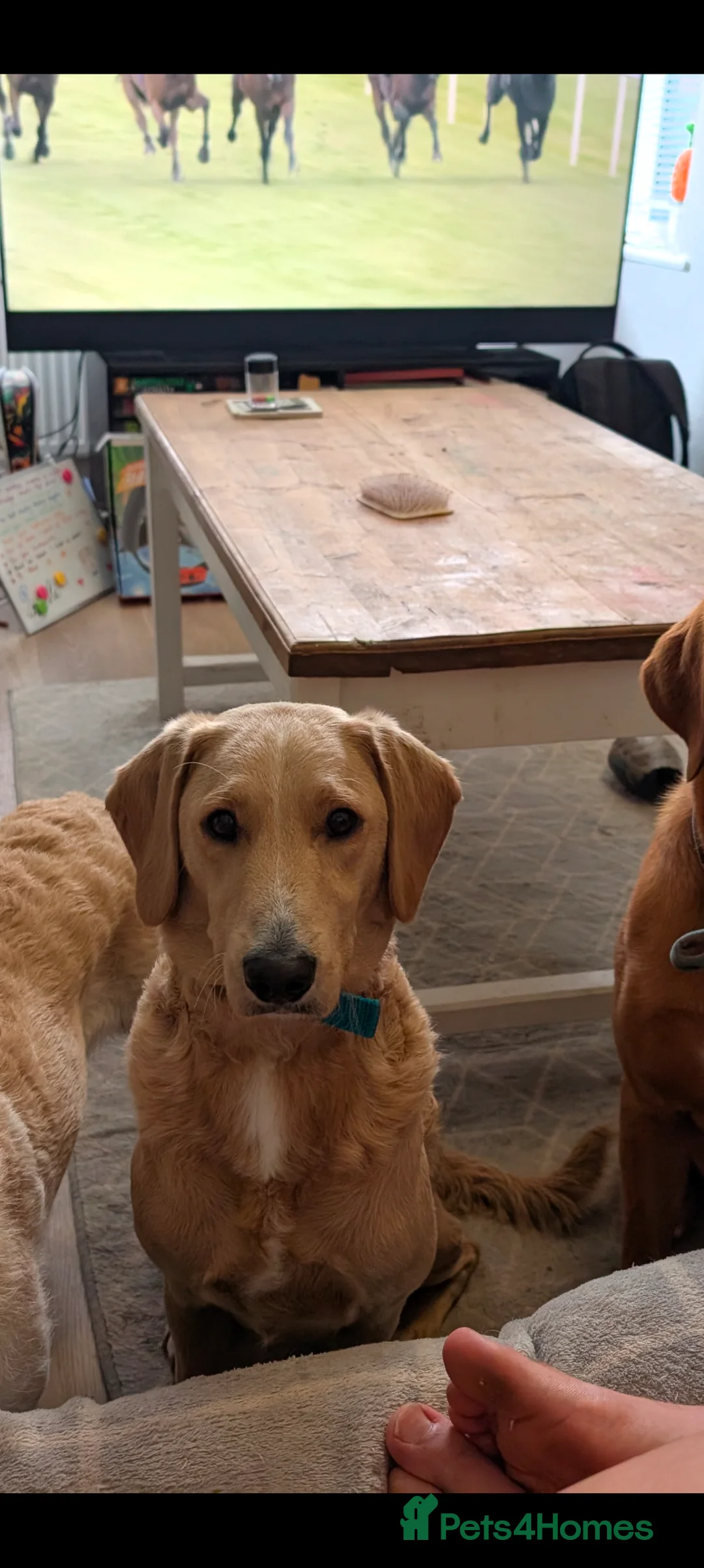 Mixed Breed dogs for sale: Golden doodle x Labrador puppies - Advert 9